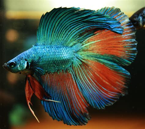 Betta Fish ~ Nice Betta