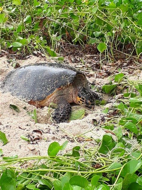 Piloting Temporal Protected Areas for turtle conservation in island ...