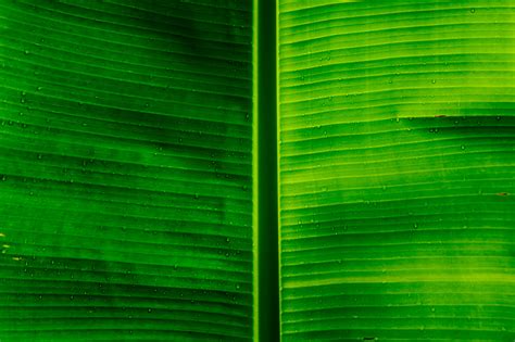 Free photo: Banana Leaf Texture - Asia, Banana, Dark - Free Download - Jooinn