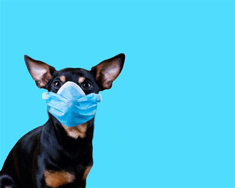 Canine Respiratory Disease: Protecting Your Pup