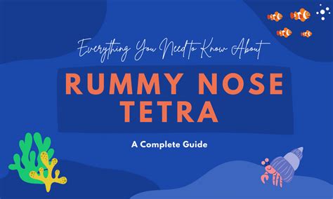 Rummy Nose Tetra – Diet, Breeding and Complete Care Guide: - About Fish ...