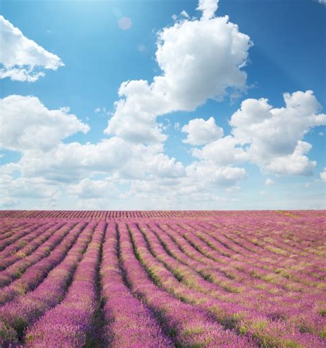 Premium Photo | Meadow of lavender at day.