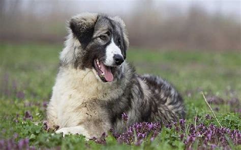 Carpathian Shepherd Dog Temperament and Personality - Kid Friendly and Suspicious