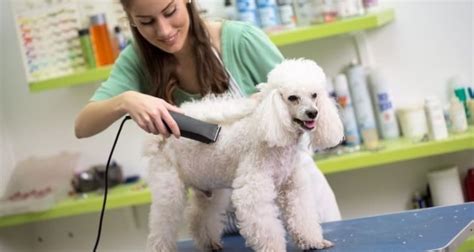 The Best Dog Clippers for Poodles To Buy In November 2024