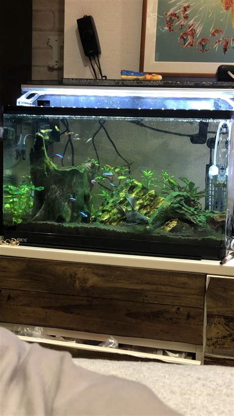 Do you think my catfish is okay in this setup until the summer when I ...