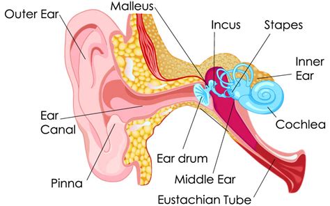 Hearing Impaired - Who We Can Help - Colorful Hearing Services