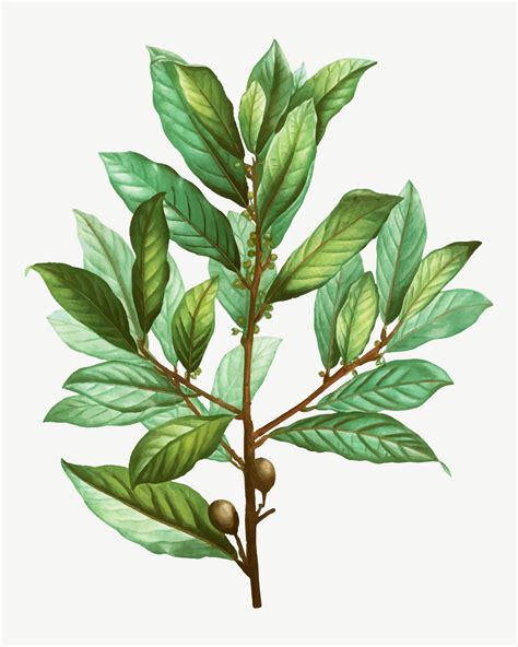 Bay laurel tree branch - Download Free Vectors, Clipart Graphics & Vector Art