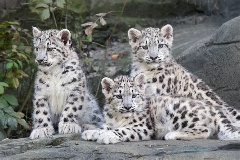 Snow Leopard Cubs - ZooChat