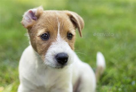 Jack Russell terrier puppy dog with funny ears Stock Photo by Elegant01