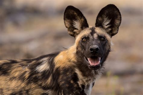 Are Wild Dogs Related To Hyenas