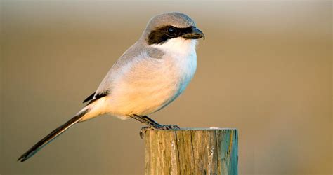 Loggerhead Shrike Identification, All About Birds, Cornell Lab of ...