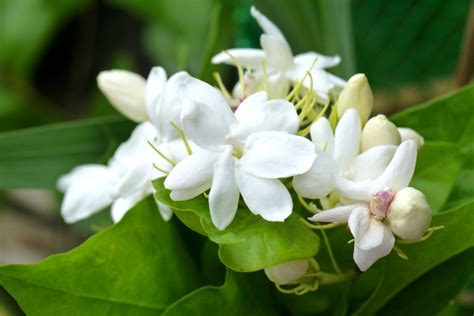 Sampaguita Tree Care | Wajitree.co | Sampaguita, Tree care, Plant roots