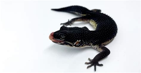 Black Night Leopard Gecko: Appearance, Temperament, Health Issues, and ...