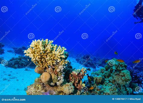 Coral Reef at the Red Sea, Egypt Stock Image - Image of marine, blue ...