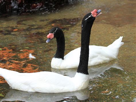 Black-necked Swan | Alexandria Zoo