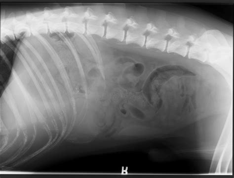 Helpful Tips for Abdominal Radiography • MSPCA-Angell