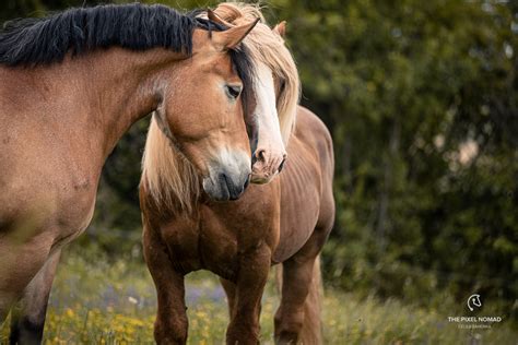 The rare Pfalz-Ardenner horse — Breed Portrait by The Pixel Nomad