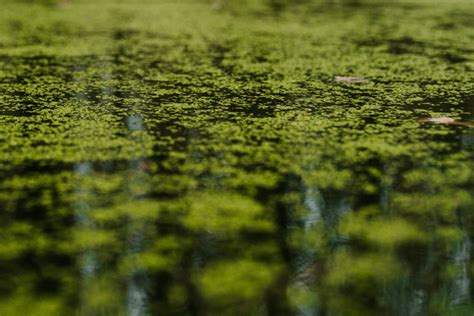 Green Pool Water: Get Rid of Green Algae | Pool Marvel