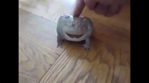 Screaming frog THX meme - YouTube