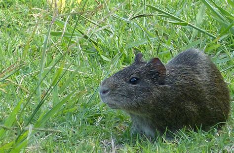 Brazilian Guinea Pig from Zona de Reserva, Buenos Aires, Argentine on ...