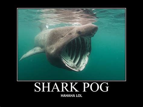 SHARK POG - YouTube