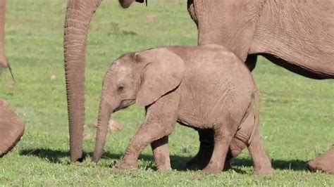 MUSICAL ANIMALS - Funny Elephants - learn - baby - sounds - entertainment - teach your child ...