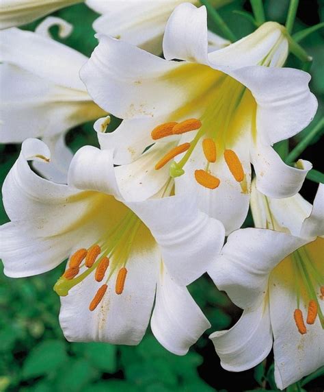 some white and yellow flowers are blooming together