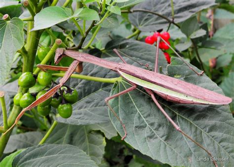 "Chinese Praying Mantis (Tenodera sinensis) Full View" by Linda Gleisser | Redbubble