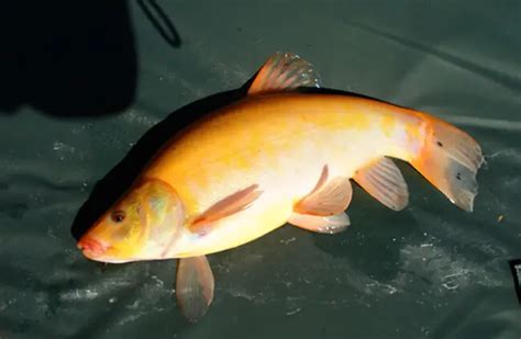 Tench - Description, Habitat, Image, Diet, and Interesting Facts