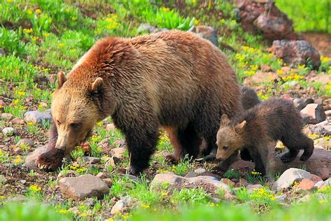 Tribal opposition leads to delay on status of Yellowstone grizzly