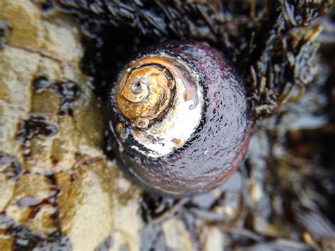 At a Snail’s Place - The Weird, the Rare and the Ugly - Bay Nature