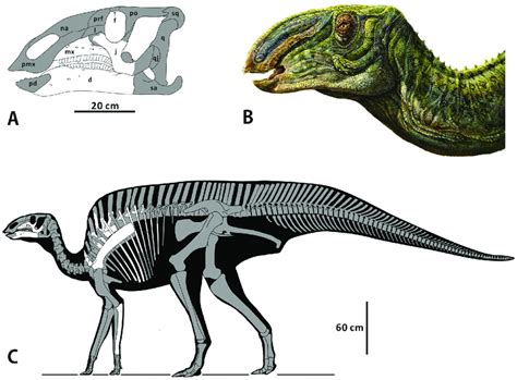 Shantungosaurus Skeleton