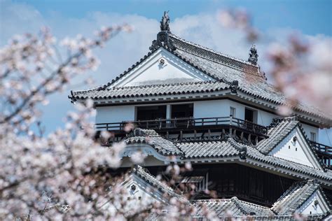 The Magic of Matsuyama Castle During Cherry Blossom Season