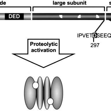 Caspase activation by proteolysis. Caspases are synthesized as... | Download Scientific Diagram