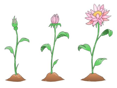 Flower Growth Stages Vector Graphic - Flower Clipart - Rooweb | Flower growth, Flower clipart ...