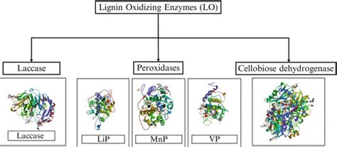 Lignin Degrading Fungal Enzymes | SpringerLink