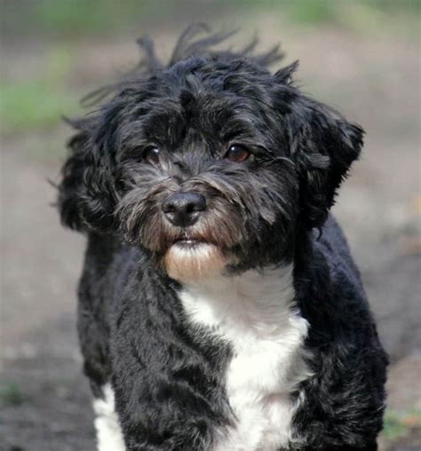 Top 5 Havanese Haircut Styles in 2019 | The Dog People by Rover.com # ...