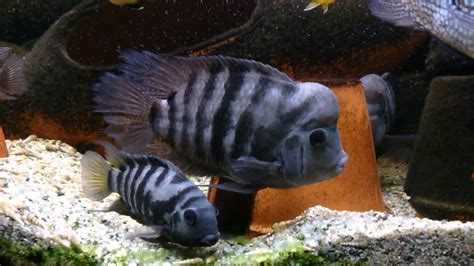 The Basics Of Convict Cichlid: Size, Care And Lifespan, 50% OFF