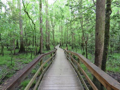 Congaree National Park Boardwalk Loop - Parkcation