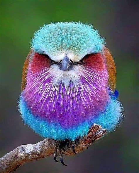 🔥 Colorful bird 🔥 : NatureIsFuckingLit