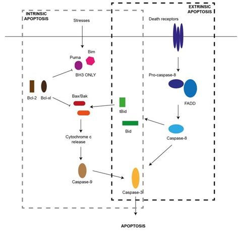 Apoptosis Signal Pathway