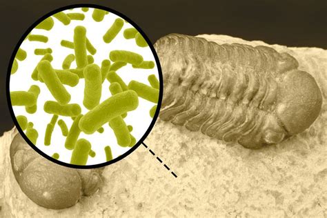 New technique pinpoints milestones in the evolution of bacteria | MIT ...