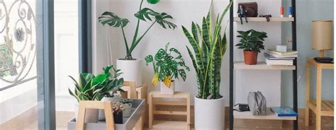 15 Best Indoor Gardening Ideas for Beginners and Advanced Gardeners