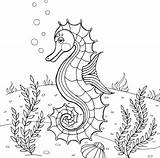 Printable Seahorse Coloring Pages For Kids Cool2bkids  Vrogueco sketch template