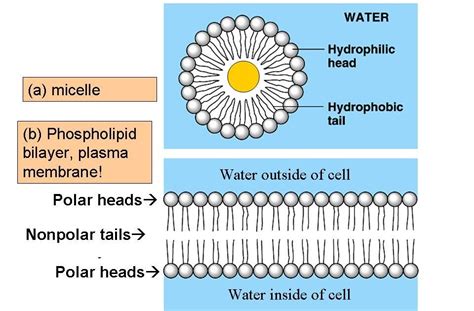 47 Cool Hydrophilic Molecules Like Water And Ions - insectza