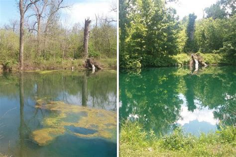 Before & After: Pond Transformations – Pond Champs