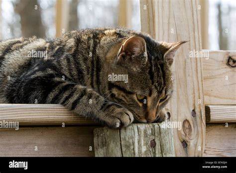 A curious cat Stock Photo - Alamy