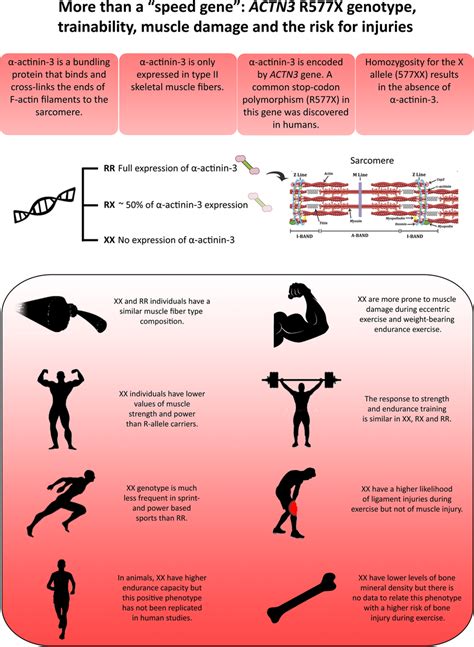 Most common phenotypes related to α-actinin-3 deficiency due to... | Download Scientific Diagram