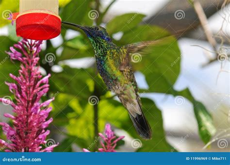 Hummingbird at feeder stock image. Image of flowers, berylline - 11996969