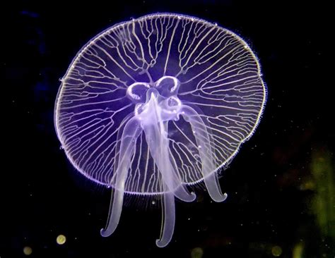 Moon Jelly (Aurelia aurita) [IMAGE] | EurekAlert! Science News Releases